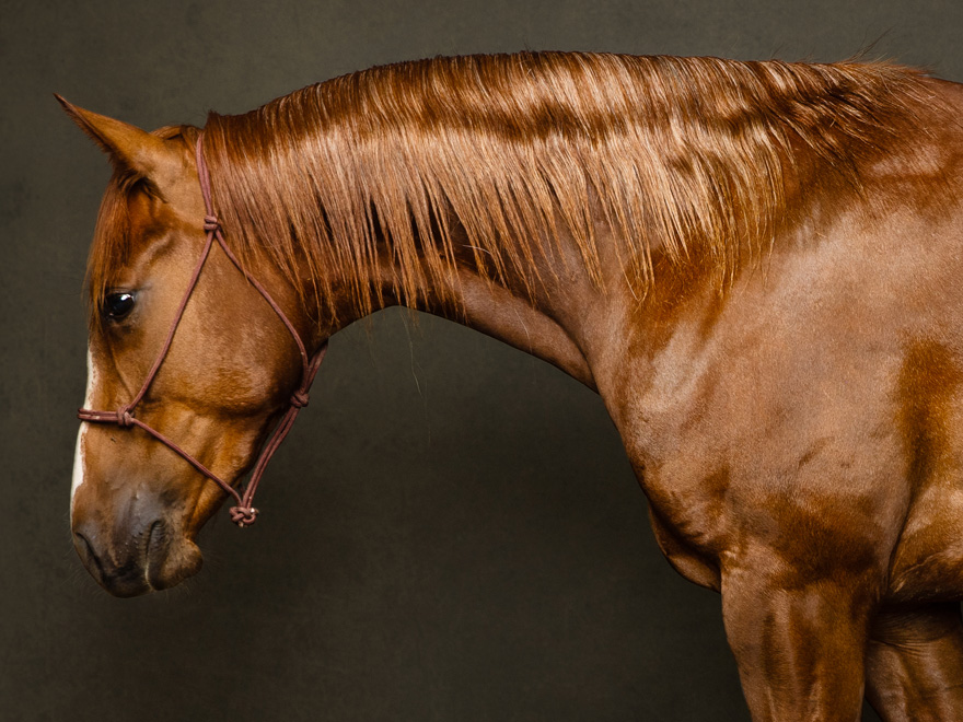 Performance Horse Photo - Peanut