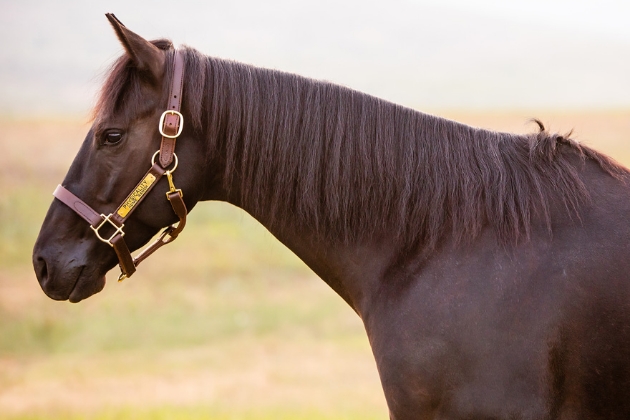 Known around the barn as “Blackjack”, this 5-year-old black gelding by “Magicality” out of Shirley Shine is all business.