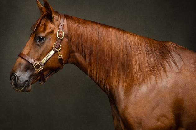 A sorrel 4-year-old gelding and full brother to Blackjack, Cinnamon is a lover. He placed in the Limited Open division at the Reno Snaffle Bit Futurity and narrowly missed the Limited Open finals at the Fort Worth Snaffle Bit Futurity.