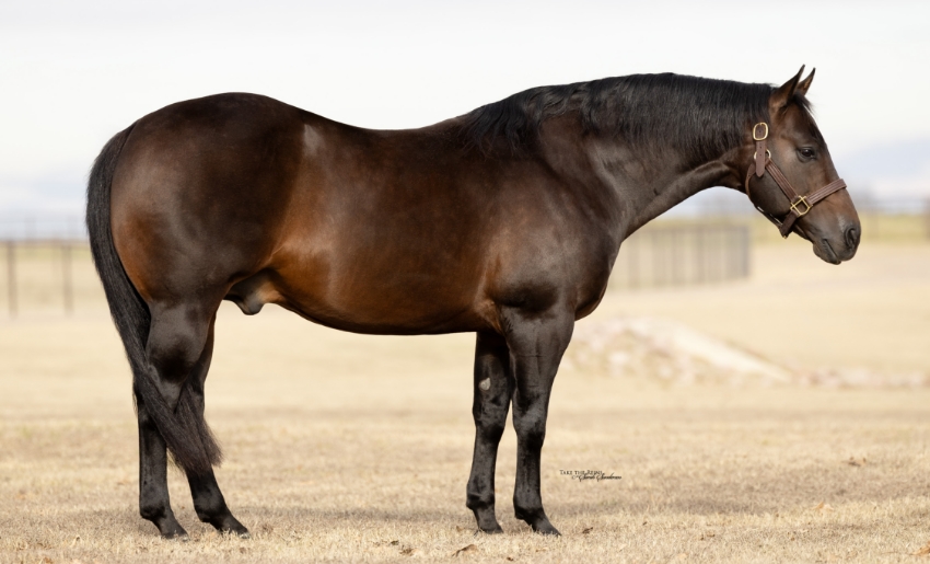 Magicality (Very Smart Remedy x Magical Lena) proudly owned by The Home Ranch and shown by Gusti Buerger, with Lifetime earnings over $173,971.