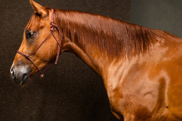 The Home Ranch's performance horse, Jim, is a great 6-year-old sired by the Home Ranch's stud Magicality. He is a fun derby horse and will also be competing in the Two Rein & Bridal Classes this upcoming season.