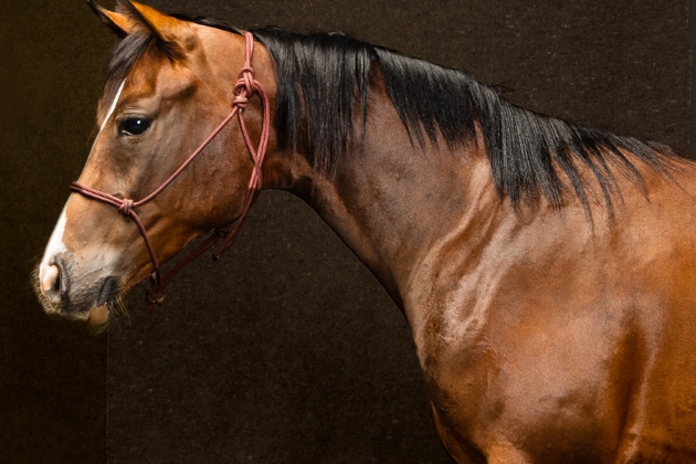 Performance horse, Margo, is sired by One Time Royalty and fouled by the Home Ranch's HC Faith Tailgate Date.