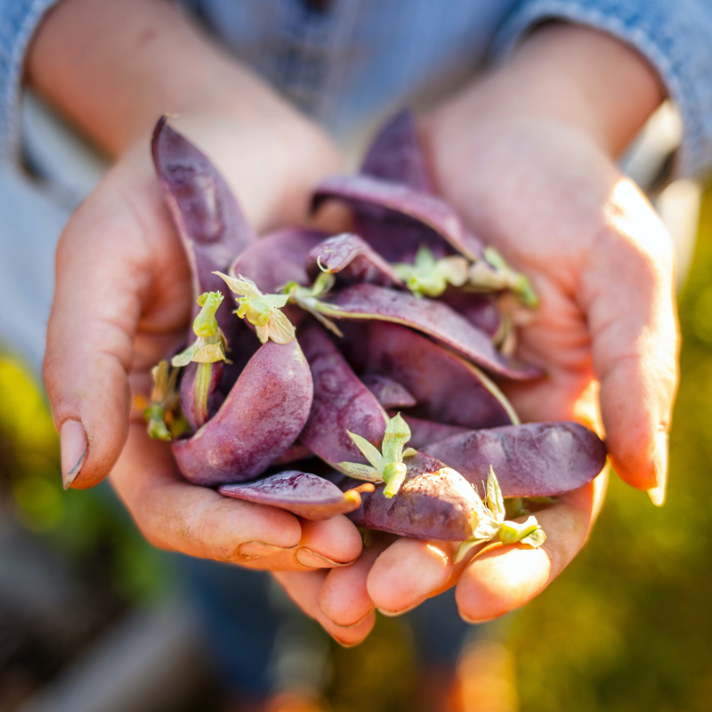 Home Ranch's climate-smart farming techniques and alpine greenhouses, boasts a consistent supply of year-round fruits and vegetables