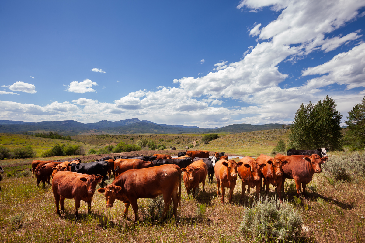 American Wagyu beef cattle ranching at The Home Ranch in Clark, CO.