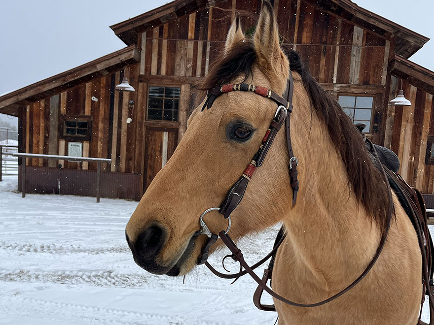 The Home Ranch's ranch horse, Buddy, is a Buckskin Quarter Horse and one of our most trusted horses!