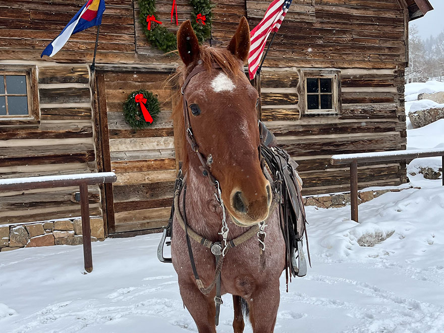 The Home Ranch's ranch horse, Skeeter, is a Red Roan Quarter Horse and one of our best ranch and trail horses.