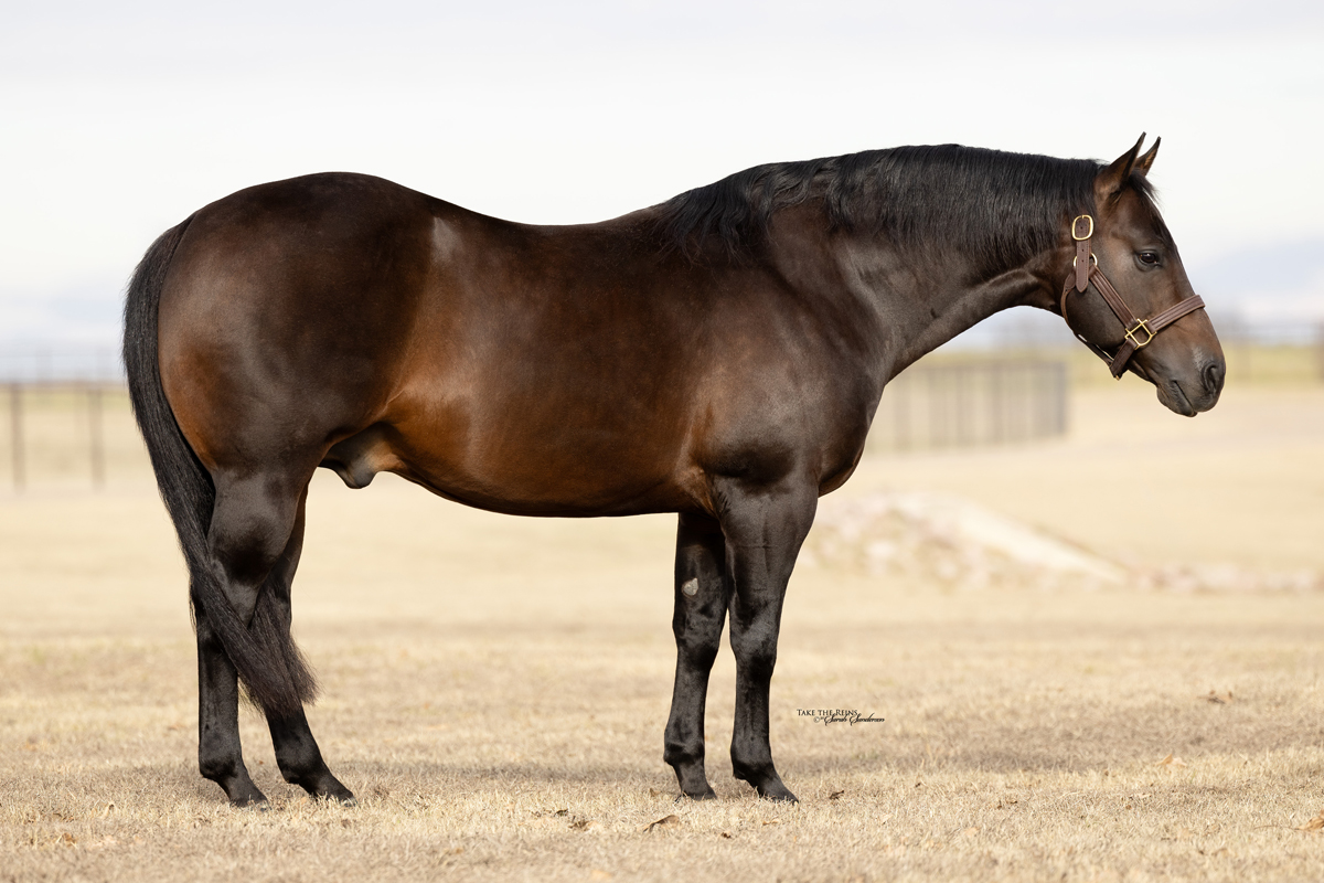 Magicality (Very Smart Remedy x Magical Lena) proudly owned by The Home Ranch and shown by Gusti Buerger, with Lifetime earnings over $173,971.