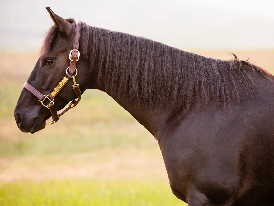 Known around the barn as “Blackjack”, this 5-year-old black gelding by “Magicality” out of Shirley Shine is all business.