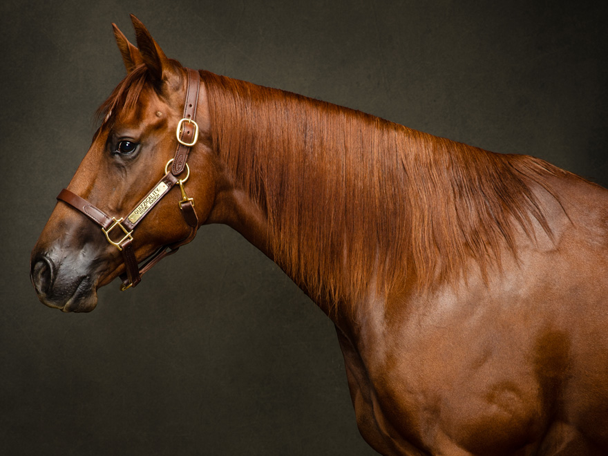 A sorrel 4-year-old gelding and full brother to Blackjack, Cinnamon is a lover. He placed in the Limited Open division at the Reno Snaffle Bit Futurity and narrowly missed the Limited Open finals at the Fort Worth Snaffle Bit Futurity.