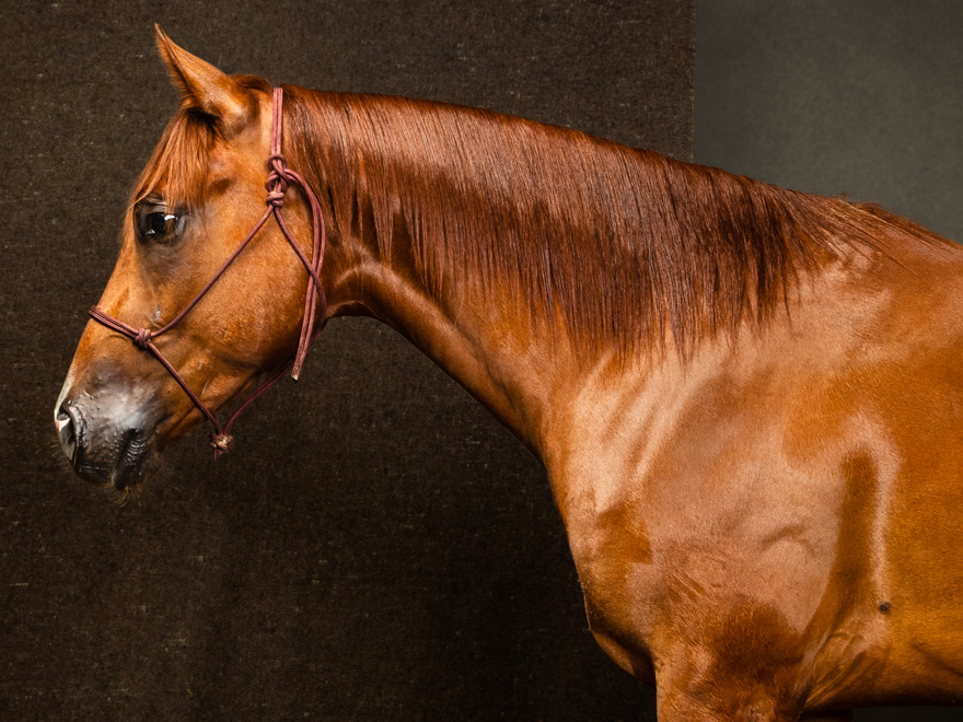 The Home Ranch's performance horse, Jim, is a great 6-year-old sired by the Home Ranch's stud Magicality. He is a fun derby horse and will also be competing in the Two Rein & Bridal Classes this upcoming season.