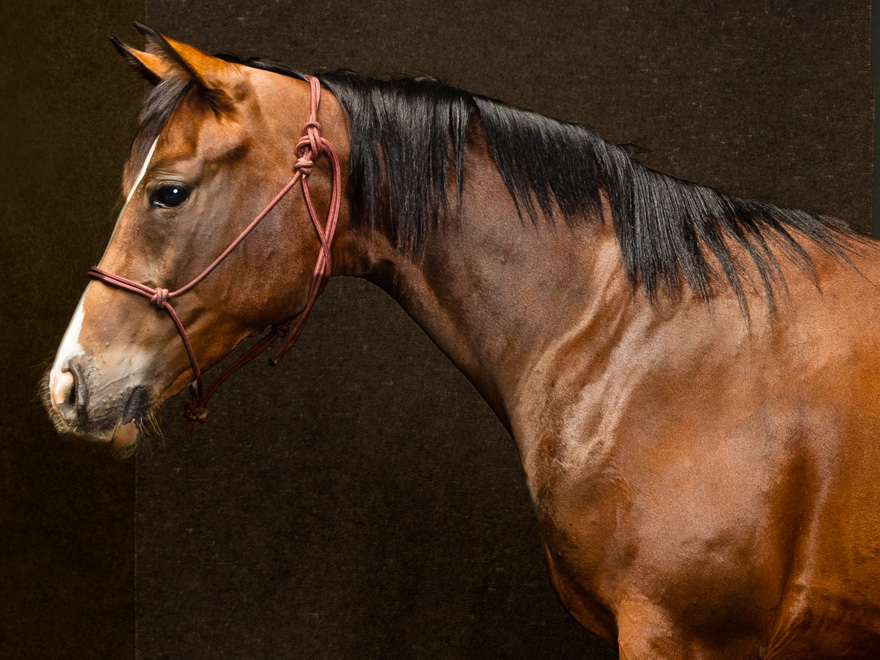 Performance horse, Margo, is sired by One Time Royalty and fouled by the Home Ranch's HC Faith Tailgate Date.