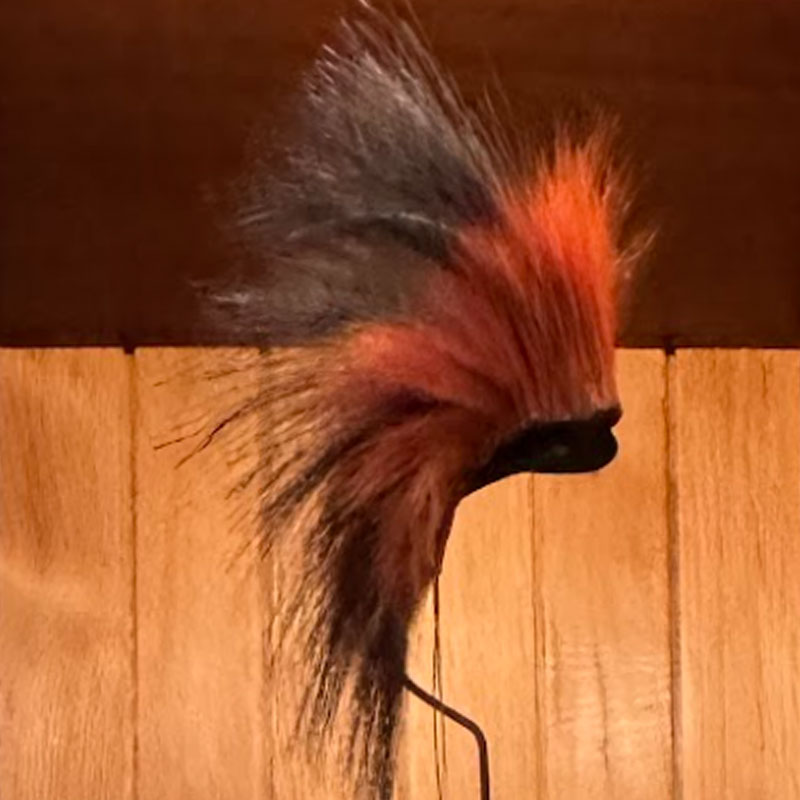 Northern Plains Turkey Beard Roach